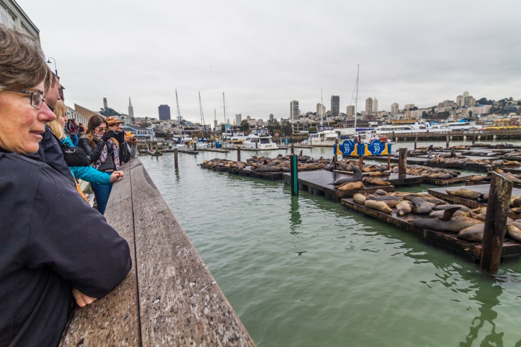 Throngs of tourists visit Pier 39 to see sea lions perched on the docks. Photo © Katherine Goh.