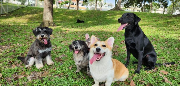 Singapore’s New Dog-Friendly Day Tour Experience Is Here, Thanks to Happy Paw Ark
